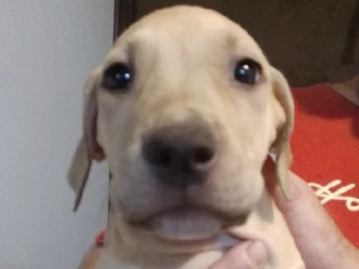 American Staffordshire Bull Terrier – Cranebrook