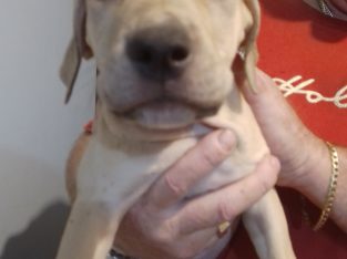 American Staffordshire Bull Terrier – Cranebrook