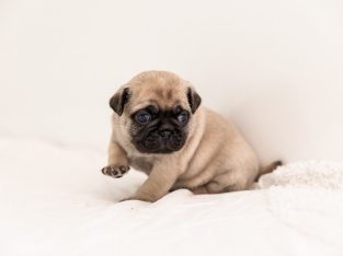 Pug – Kangaroo Point