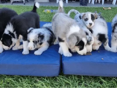 Border Collie – Parkinson