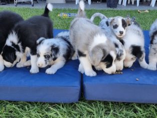 Border Collie – Parkinson