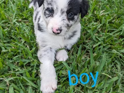 Australian Shepherd – Tanah Merah