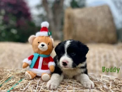 Border Collie – Londonderry