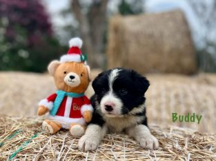 Border Collie – Londonderry
