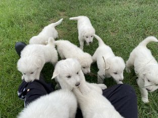 Maremma Sheepdog – Wittitrin