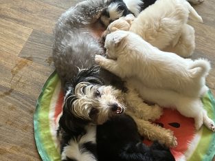 Maltese – Palmview