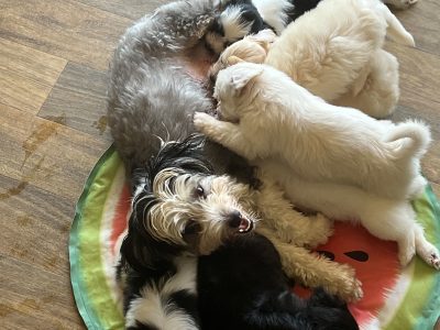 Maltese – Palmview