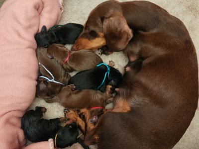 Miniature Dachshund – Everton Park