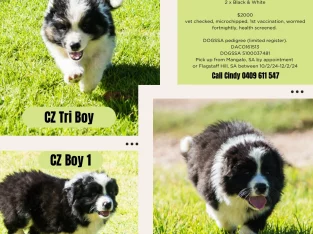 Border Collie – Mangalo