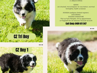Border Collie – Mangalo