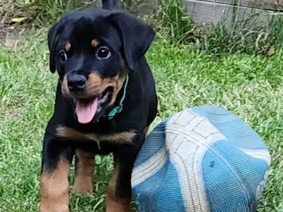 Rottweiler – Treucuballa Rottweilers