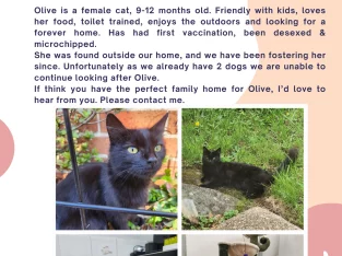 Domestic Medium Hair (DMH) – Blacktown