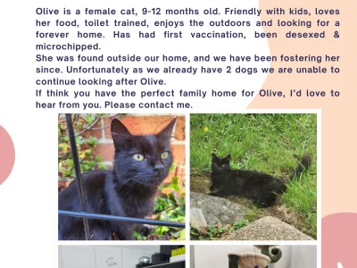 Domestic Medium Hair (DMH) – Blacktown