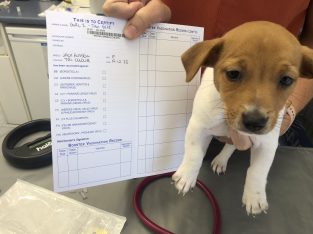 Jack Russell – Wellington Point