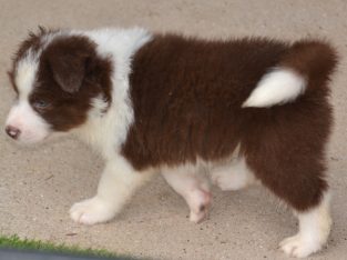 Border Collie – McIntosh Creek