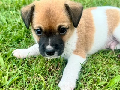 Tenterfield Terrier – Bray Park