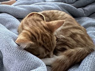 Domestic Short Hair (DSH) – Liverpool