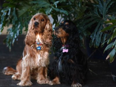 Cocker Spaniel – Geraldton