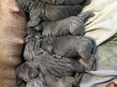 Neapolitan Mastiff – Mitchell