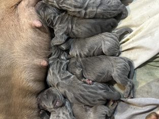 Neapolitan Mastiff – Mitchell