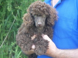 Dogs – Logan Village