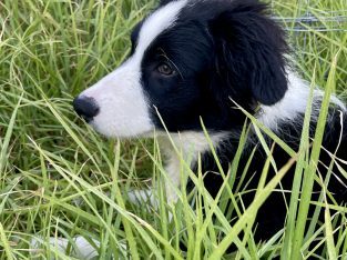 Border Collie – Cardup