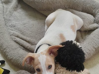 Jack Russell – Mareeba