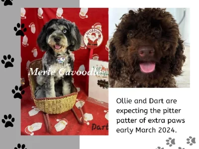 Cavoodle – Beaconsfield