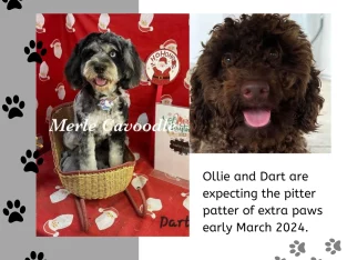 Cavoodle – Beaconsfield