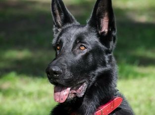 German Shepherd – Strathpine
