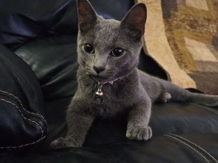 Manx – Lockyer Valley