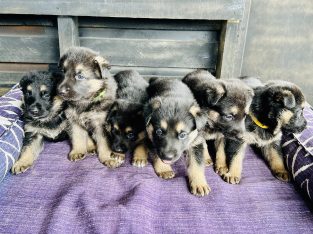 German Shepherd – Llandilo