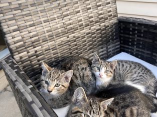 Domestic Short Hair (DSH) – Port Melbourne