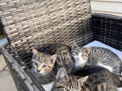 Domestic Short Hair (DSH) – Port Melbourne