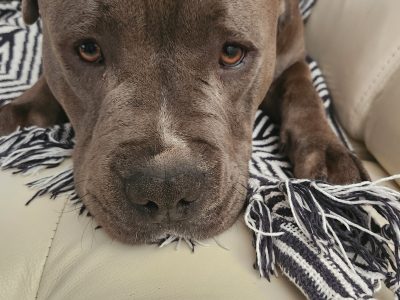 American Staffordshire Bull Terrier – Keilor East