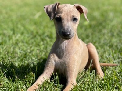 Italian Greyhound – Perth