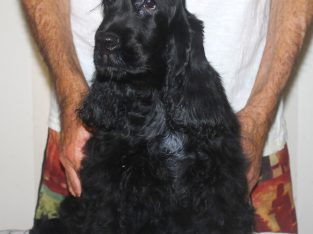 Cocker Spaniel – The Caves