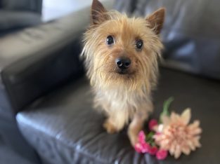 Australian Terrier – Albury