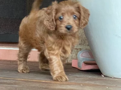 Cavoodle – Carey Bay