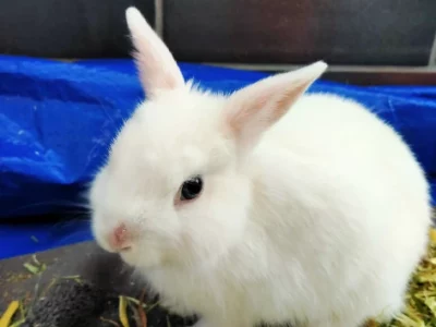 Rabbit – Keilor East