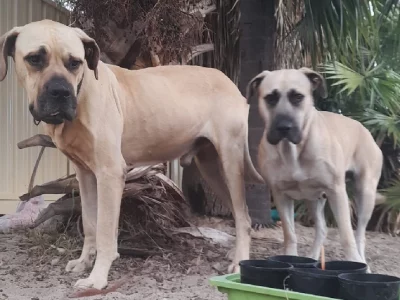 Mastiff – Mirrabooka