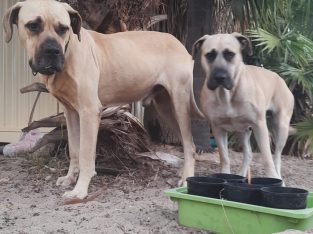 Mastiff – Mirrabooka