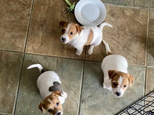 Jack Russell – The Basin