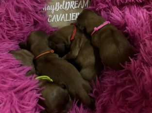 Cavalier King Charles Spaniel – Central Coast