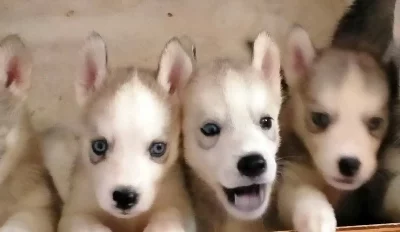 Husky – Lake Clifton