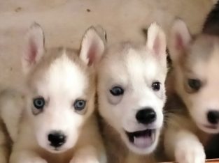 Husky – Lake Clifton