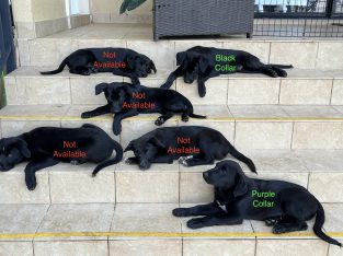 Australian Cattle Dog – Ingleside