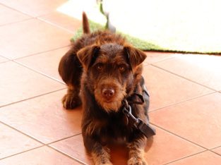 Other Dogs – Malanda