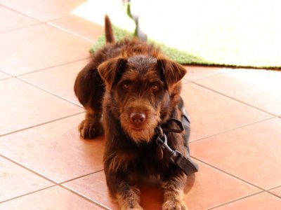 Other Dogs – Malanda