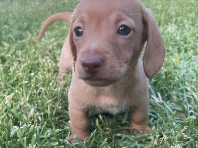 Miniature Dachshund – Charmhaven